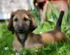 Photo №3. Chiots de producteurs d'élite. Fédération de Russie