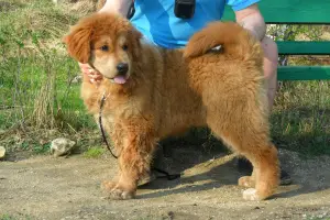 Photo №2 de l'annonce № 3199 de la vente dogue du tibet - acheter à Fédération de Russie éleveur