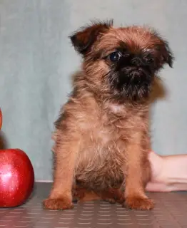 Photos supplémentaires: Les chiots Griffon et Petit-Brabancon de couleur rouge attendent les meilleurs