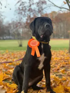 Photos supplémentaires: Chic Cane Corso girl à vendre