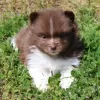 Photo №4. Je vais vendre spitz nain en ville de Texas City. annonce privée - prix - 264€