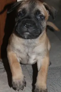 Photo №3. Chiots Bullmastiff. Biélorussie