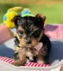 Photo №1. yorkshire terrier - à vendre en ville de Торонто | 425€ | Annonce №127952