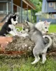 Photo №1. husky de sibérie - à vendre en ville de Paris | négocié | Annonce №120023