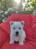 Photos supplémentaires: Modèle Westy Westie Terrier blanc des Highlands de l'Ouest