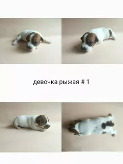 Photo №1. jack russell terrier - à vendre en ville de Москва | 517€ | Annonce №6831