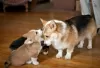 Photo №1. welsh corgi - à vendre en ville de Бохум | 213€ | Annonce №129740