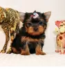 Photo №3. chiots yorkshire terrier. Suisse