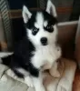 Photo №1. husky de sibérie - à vendre en ville de Bosanska Krupa | négocié | Annonce №85250