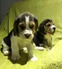 Photo №1. beagle - à vendre en ville de Гамбург | Gratuit | Annonce №95908