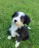 Photo №1. bearded collie - à vendre en ville de Berlin | Gratuit | Annonce №95191