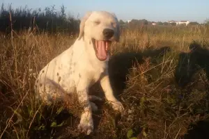 Photo №1. labrador retriever - à vendre en ville de Mogilyov | Négocié | Annonce №3126