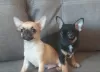 Photo №1. chihuahua - à vendre en ville de Wolfsburg | négocié | Annonce №98550