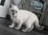 Photo №2 de l'annonce № 9460 de la vente british shorthair - acheter à Turquie 