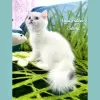 Photo №1. british shorthair - à vendre en ville de Kayseri | 250€ | Annonce № 50592