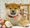 Photo №1. shiba - à vendre en ville de Москва | négocié | Annonce №25635