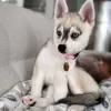 Photo №1. alaskan klee kai - à vendre en ville de Nuremberg | 300€ | Annonce №130543