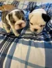 Photo №1. bulldog anglais - à vendre en ville de West Wickham | 360€ | Annonce №125631