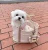 Photo №1. bichon maltais - à vendre en ville de Helsinki | 450€ | Annonce №130399