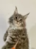 Photo №1. maine coon - à vendre en ville de Рыбница | négocié | Annonce № 53818