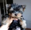 Photo №4. Je vais vendre yorkshire terrier en ville de Hannover. annonce privée - prix - 265€