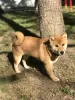 Photos supplémentaires: CHIOTS SHIBA INU