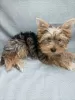 Photo №3. Yorkie aux yeux bleus. Allemagne