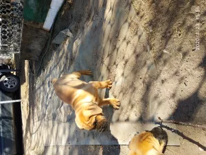 Photo №1. boerboel - à vendre en ville de Kharkov | 279€ | Annonce №6353