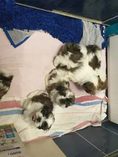 Photo №1. shih tzu - à vendre en ville de Minsk | Négocié | Annonce №2841