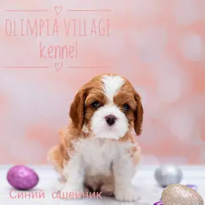 Photo №4. Je vais vendre cavalier king charles spaniel en ville de Moscou. de la fourrière - prix - 1208€