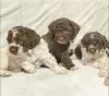 Photos supplémentaires: Chiots Lagotto Romagnolo