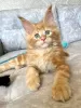 Photo №1. maine coon - à vendre en ville de Plaffeien | 400€ | Annonce № 117279