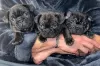 Photos supplémentaires: Beaux chiots Bouledogue Français à vendre.