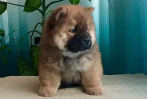 Photo №1. chow-chow - à vendre en ville de Khmilnyk | 602€ | Annonce №1130