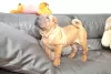 Photos supplémentaires: Chiot Shar Pei brutal