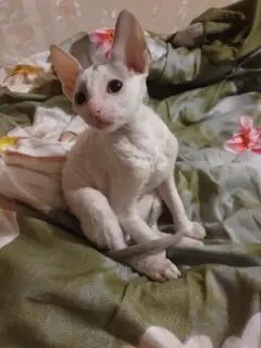 Photo №2 de l'annonce № 1315 de la vente cornish rex - acheter à Fédération de Russie annonce privée