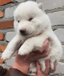 Photo №2 de l'annonce № 4138 de la vente husky de sibérie - acheter à Fédération de Russie éleveur