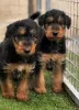 Photo №2 de l'annonce № 128871 de la vente airedale terrier - acheter à Canada éleveur