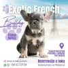 Photos supplémentaires: Chiot bouledogue français, exotique