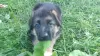 Photos supplémentaires: chiots berger allemand