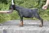 Photo №1. dobermann - à vendre en ville de Vitebsk | 1000€ | Annonce №11389