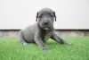 Photo №3. Chiots Pitbull Bluenose. Serbie