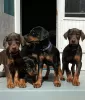 Photo №1. dobermann - à vendre en ville de Cracovie | Gratuit | Annonce №63284