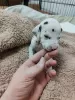 Photo №4. Je vais vendre dalmatien en ville de Scarborough. éleveur - prix - 473€