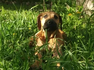 Photo №3. Boerboel sud-africain. Fédération de Russie