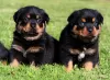 Photo №1. rottweiler - à vendre en ville de Paris | négocié | Annonce №76032