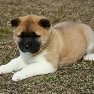 Photo №2 de l'annonce № 1403 de la vente shiba - acheter à Fédération de Russie de la fourrière