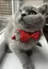 Photo №3. chaton british shorthair. Allemagne