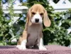 Photo №3. Chiots Beagle au chenil. Italie