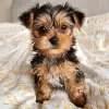 Photo №2 de l'annonce № 15454 de la vente yorkshire terrier - acheter à USA annonce privée